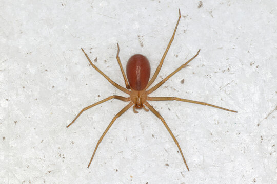 Loxosceles rufescens the Mediterranean recluse spider,violin spider, originated in the Mediterranean region.