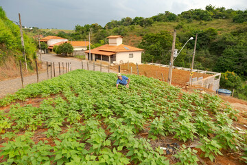 Pequeno agricultor cuida de horta urbana na cidade de Guarani, Minas Gerais, Brasil