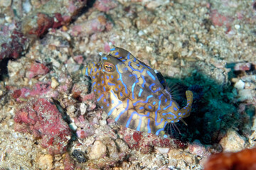 A picture of a box fish