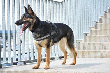 Pies policji polskiej w czasie służby - owczarek niemiecki. 