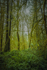 Obraz premium 2021-02-04 MOSS COVERED TREES WITH LUSH UNDERBRUSH IN A PACIFIC NORTHWEST FOREST