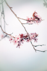 cherry blossoms