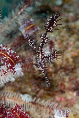 A picture of a ghost pipe fish