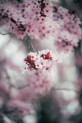 pink cherry blossoms