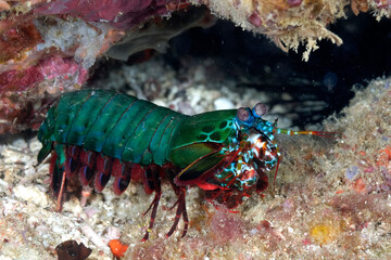 A picture of a peacock mantis shrimp