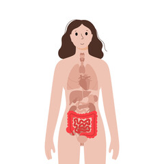 Fototapeta na wymiar Internal organs in female body