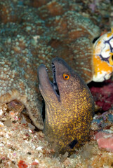 A scary yellow edged moray