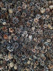 pine cones texture