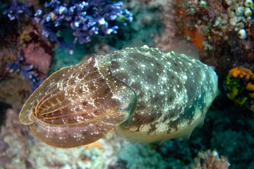 A picture of a cuttlefish