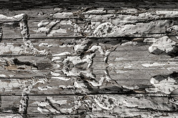 Wood background. Old wooden texture. Natural background.