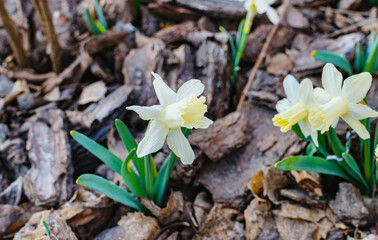 flowers of white daffodils