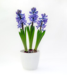 purple hyacinth flowers on a white background