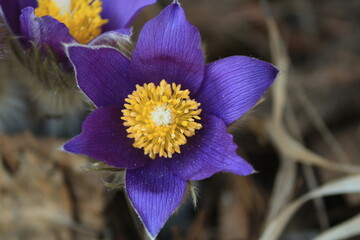 Pulsatilla patens, eastern pasqueflower, spreading anemone. Fluffy purple spring flower with yellow...