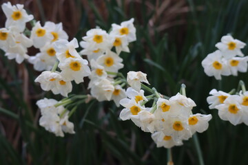 White flowers in Spring