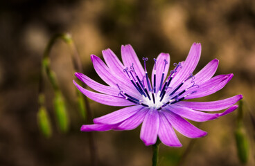 Obraz premium Lactuca perennis.