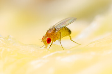 Tropical Fruit Fly Drosophila Diptera Parasite Insect Pest on Ripe Fruit Vegetable Macro