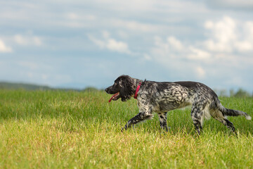 Proud Young proud english springer spaniel hunting dog on a meadow