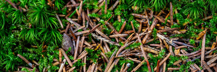 Beautiful green moss and needles close-up. Natural background with moss on the ground surface in a coniferous forest. Mossy texture. Macro shot of wild forest plants. Northern nature.
