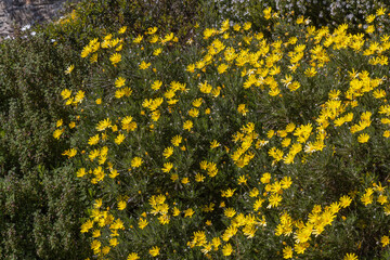 Mass of yellow Euryops flowers in spring border 