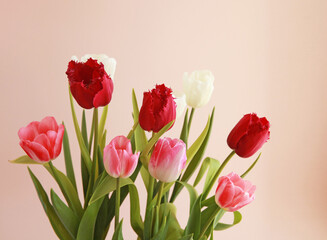 A bouquet of red and white tulips on a pink pastel background.