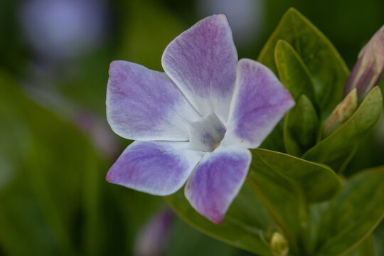 Close up single flower of Vinca Jenny Pym