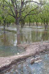 Irrigation of pecan groves in the spring. Water from ditches, or acequias, is diverted through pipes into  the fields of trees to start the season. You can see such a diversion gate and pipe. 
