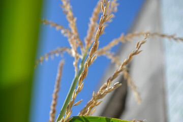 Sunlight on a corn plant