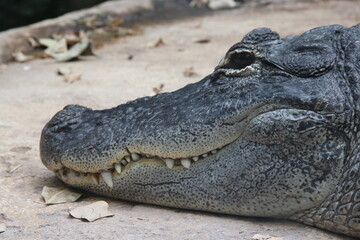 Obraz premium crocodile