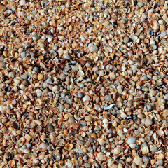 Seashell beach in the afternoon, takes a full frame, top view, banner