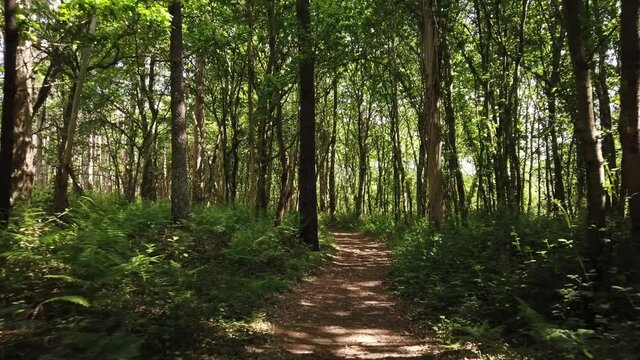 DOLLY SHOT - Amazing and relaxing path in the forest at Antas, Esposende, Portugal. Hiking trail surrounded by trees. Rays of light into green forest. Nature wood in story in special coutryside.