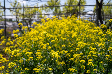 Obraz premium 菜の花