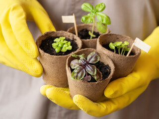 Man in gray robe and yellow rubber gloves holds basil seedlings in peat pots. Spring sale of crop...