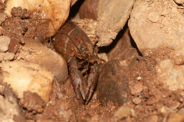 Red swamp crawfish (Procambarus clarkii)