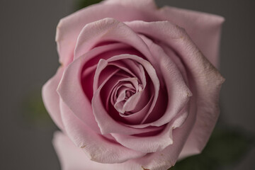 close up of a rose