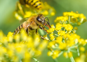 Close-up of a Honey Bee (Apis mellifera) collecting nectar from a fennel flower through its straw-like tongue called a proboscis.  Copy space.   Closeup. Copy space. © maria t hoffman