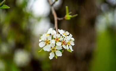 Fresh flowers on branch in spring.