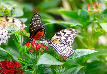 Butterflies on the flowers at spring time