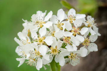 Fresh flowers on branch in spring.