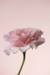 Fototapeta na wymiar close up of pink rose