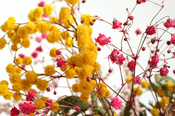 Mimosa branch and dried pink flowers on a white background