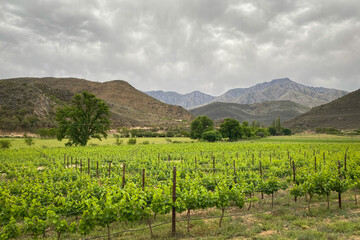 Fototapeta na wymiar Scenic view of vineyard at Cangoo Valley near Oudtshoorn with Swartberg mountains in the background
