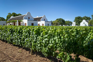 Historical building in cape dutch architecture style with vineyard in the foreground at...