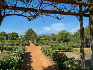 Formal fruit and vegetable garden with pergolas at Babylonstoren farm against blue sky.