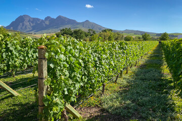Fototapeta na wymiar Vineyard in front of Simonsberg mountains in South Africa