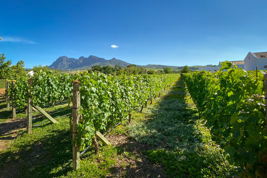 Vineyard in front of Simonsberg mountains in South Africa
