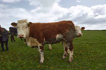 cow and veal with a funny posture.