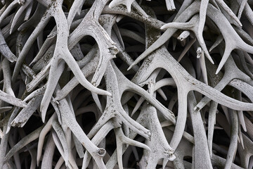 Heap of withered white old deer antlers