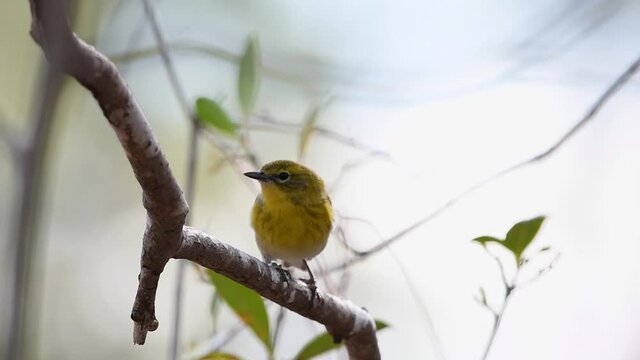Pine warbler perched on tree branch then flies off