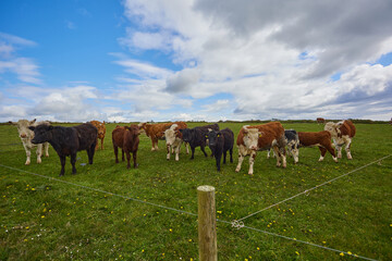 large herd of cows and calves in the open field