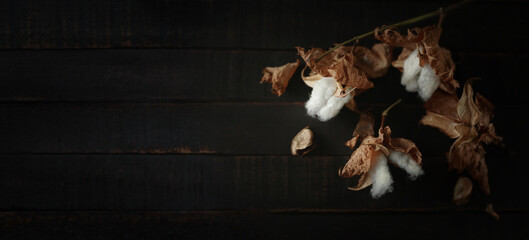 Cotton branch on dark wood background. Delicate and fluffy